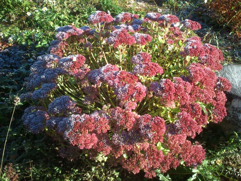 Sedum telephium 'Herbstfreude' Verev kukehari